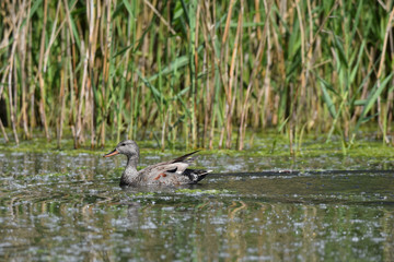 Gadwall wild duck