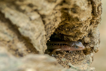 ambodia lizard