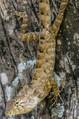 ambodia lizard