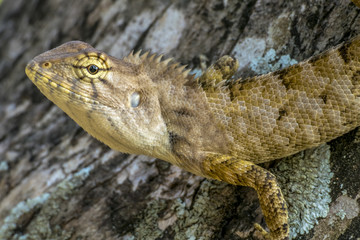 ambodia lizard