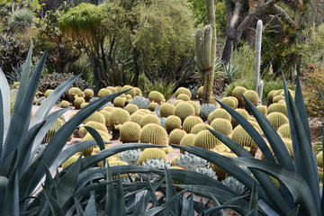Cactus Garden, San Diego