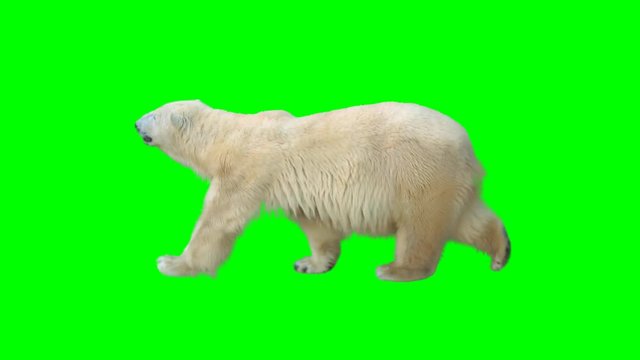 Polar bear walking seamlessly looped on green screen, real shot, isolated with chroma key, perfect for digital composition, cinema, 3d mapping