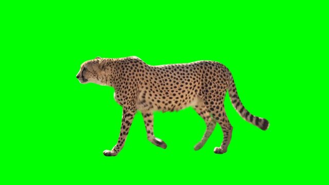 Cheetah slowly walking seamlessly looped on green screen, real shot, isolated with chroma key, perfect for digital composition, cinema, 3d mapping