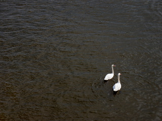 Swans in Water, Prague