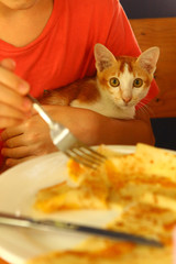 cat on human lap look at the plate with omlet close up photo