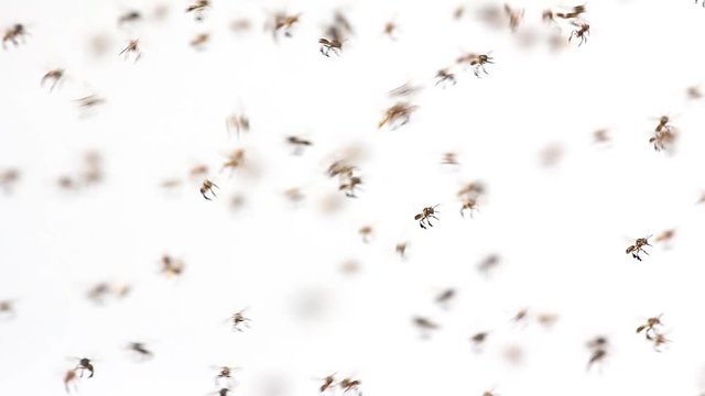 Stingless bees  /Stingless honey bees (Trigona sp.) moving like a signal wave