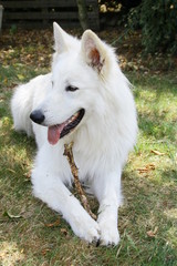 chien berger suisse blanc mangeant un bout de bois