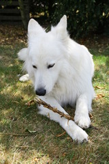 Obraz premium chien berger suisse blanc mangeant un bout de bois