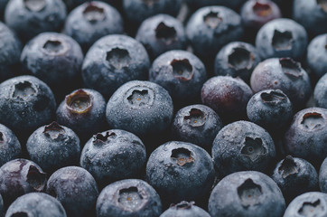 Macro Closeup of Fresh Tasty Blueberry Berry. Summer Food. Food Fruit Healthy Life Concept. Modern Toning.