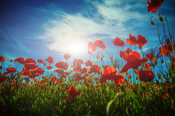 field of red poppy seed flower on blue sky