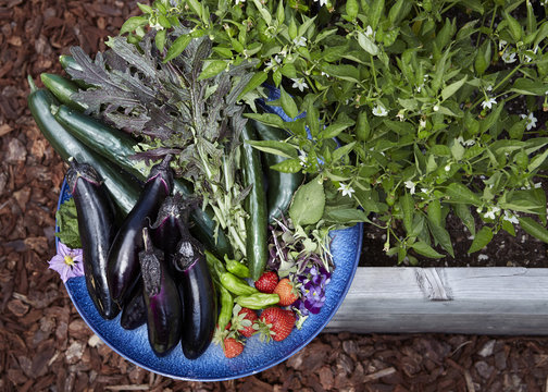 Organic vegetables in chef's garden