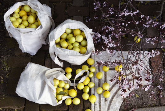 Loose lemons in sacks and plum blossoms 