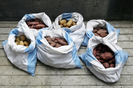 Sacks of organic potatoes fresh from farm