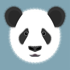 Panda isolated on color background. Vector illustration.