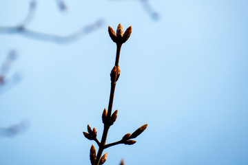 Simple nature macro of an isolated tree branch during spring. 