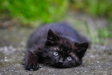 Black kitten