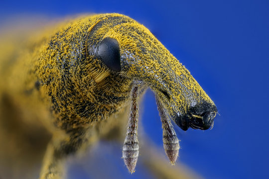 Gorgojo de las malvas (Lixus algirus)