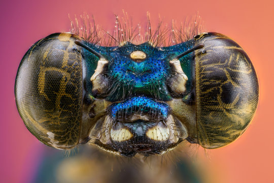 Zygoptera