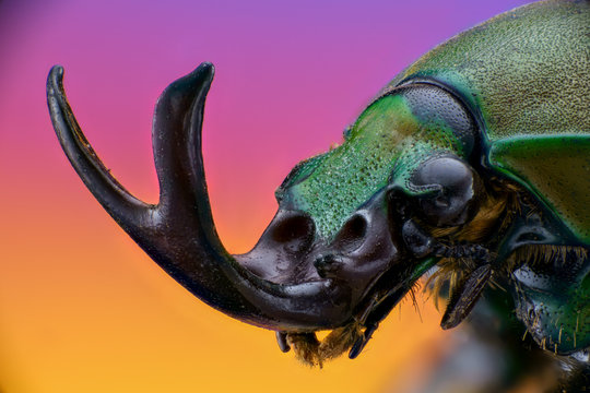 beetle of Tanzania(Eudicella euthalia) 