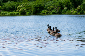 Ducks in a Line