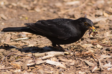 Male blackbird with a beak full of worms. Garden bird foraging for food.