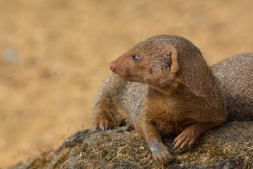 Dwarf mongoose in close up with copy space. Cute wild animal in profile.