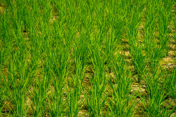 Green rice field close up. Rice in water on rice terraces, Ubud, Bali, Indonesia