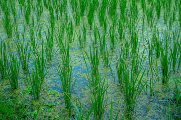 Green rice field close up. Rice in water on rice terraces, Ubud, Bali, Indonesia