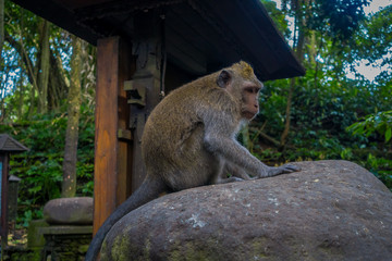 Long-tailed macaques Macaca fascicularis in The Ubud Monkey Forest Temple on Bali Indonesia