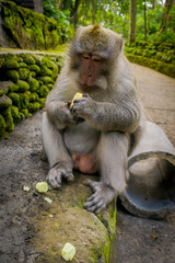 Long-tailed macaques Macaca fascicularis in The Ubud Monkey Forest Temple eating a cob corn using his hands, on Bali Indonesia