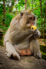 Long-tailed macaques Macaca fascicularis in The Ubud Monkey Forest Temple eating a cob corn using his hands sitting on a rock, on Bali Indonesia