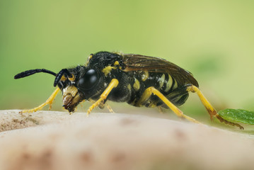 Macro Focus Stacking - Cuckoo Bee, Nomada, Bee 