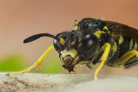 Macro Focus Stacking - Cuckoo Bee, Nomada, Bee 