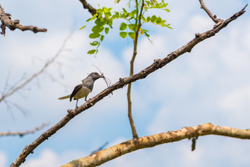 Oriental magpie-robin (Copsychus saularis), female bird with sticks in the beak in a park in Bangkok, Thailand
