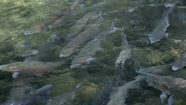 Rainbow trout growing up at the Fish Hatchery at the Bonneville Dam in Oregon 