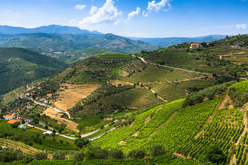 Top view of Douro Valley, Portugal. Vineyards are on a hills.