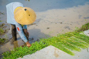 Farmer planting some rice seeds in a flooded land in terraces, Ubud, Bali, Indonesia