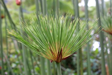 plant1  colombia  tropical 