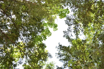 美瑛の不動の滝