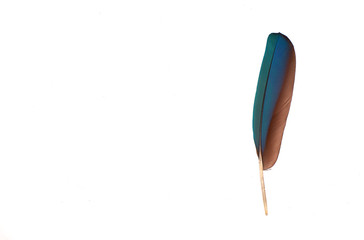 colourfull feather of parrot