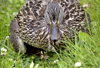 Mother Duck and Babies