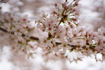 Cherry blossoms up close in Washington, DC