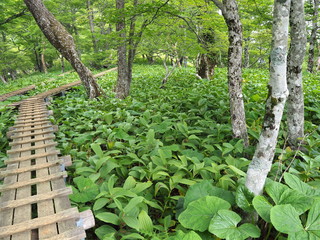 木道の通るブナの森