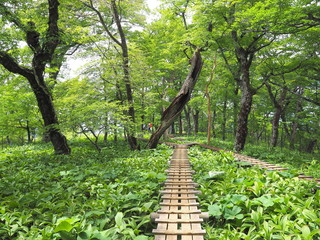 木道の通るブナの森