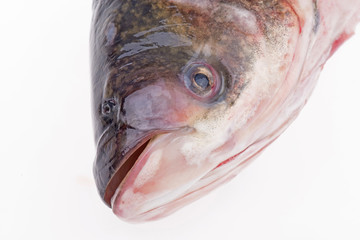 The head of the fish, close-up pictures