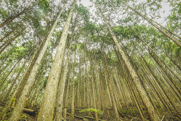 Pine Tree in Japanese Woods Kansai Region