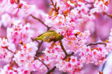 The Japanese White-eye and cherry blossoms. Located in Tokyo Prefecture Japan.