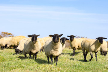 Naklejka premium 羊が一匹、羊が二匹、、、