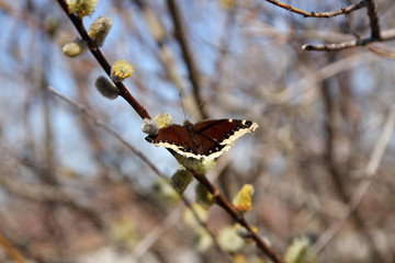 Butterfly sitting on the branch