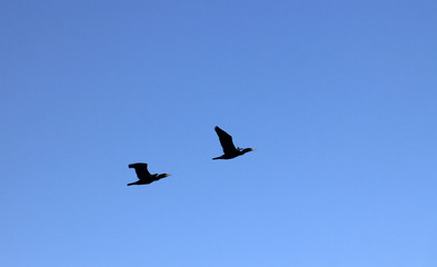 Two flying geese